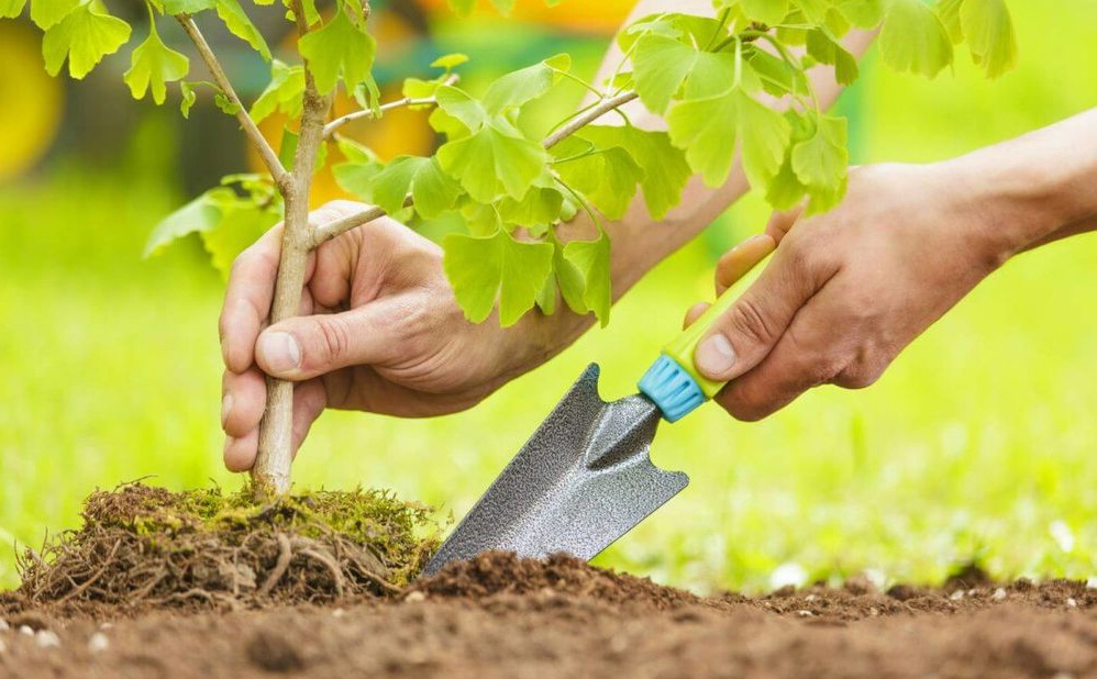 Reforestation and Seedling Planting